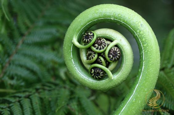 Ecology and Botany